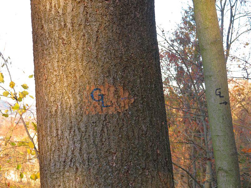 Fast schon in Originalfarbe das provisorische GL Zeichen am Baum an den GS 1